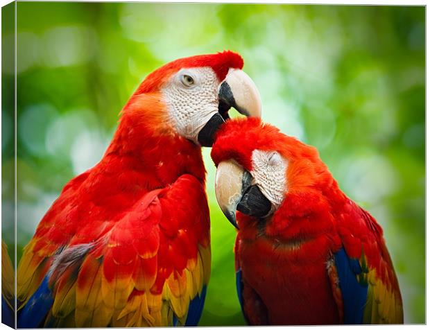 Scarlet Macaws  Canvas Print by Chuck Underwood