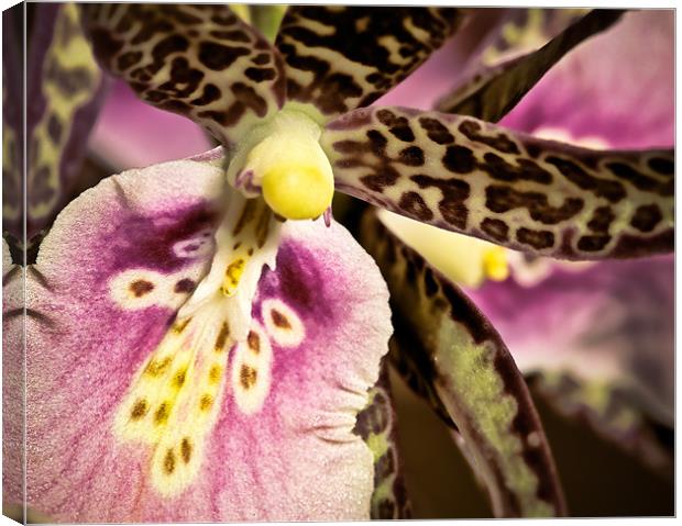 Orchid - Oncidium Variety Canvas Print by Chuck Underwood