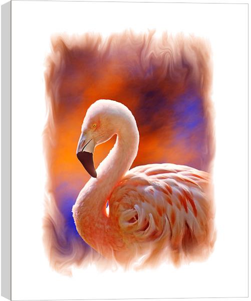 Chilean Flamingo  Canvas Print by Chuck Underwood