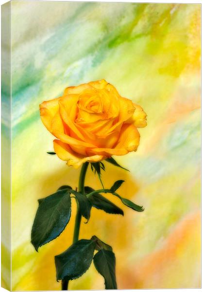 Yellow Rose #3 Canvas Print by Chuck Underwood