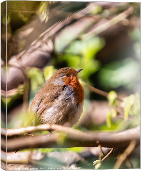 The Defiant Robin Canvas Print by Ben Delves