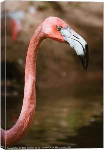 Graceful Caribbean Flamingo Canvas Print by Ben Delves