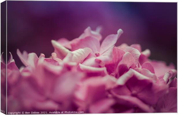 The Symbolism of Pink Hydrangeas Canvas Print by Ben Delves