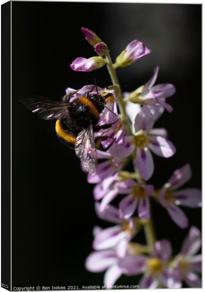 Bumblebee pollinating Canvas Print by Ben Delves
