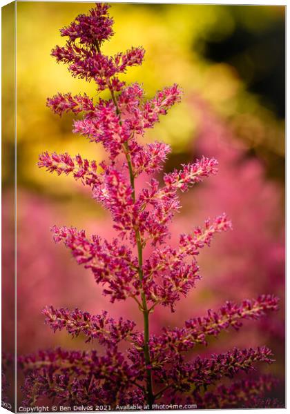 Bright pink flowers in the woodland Canvas Print by Ben Delves