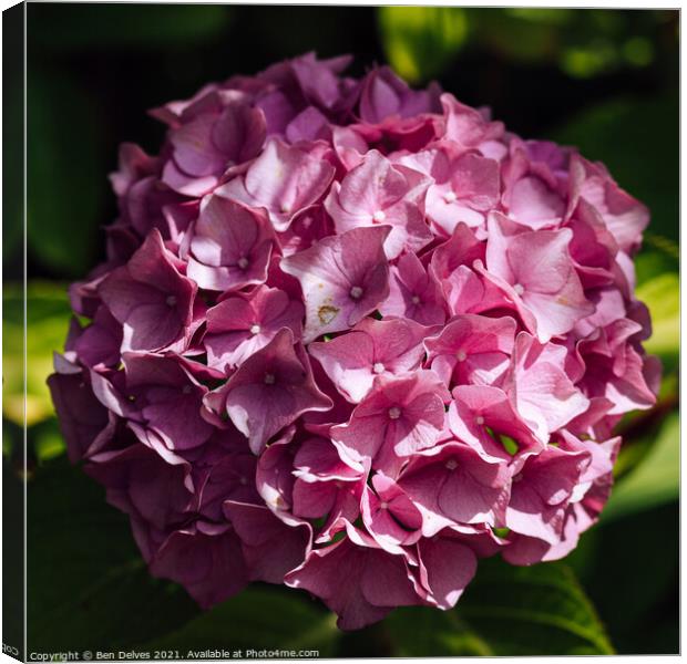 Hydrangea blossom from above Canvas Print by Ben Delves