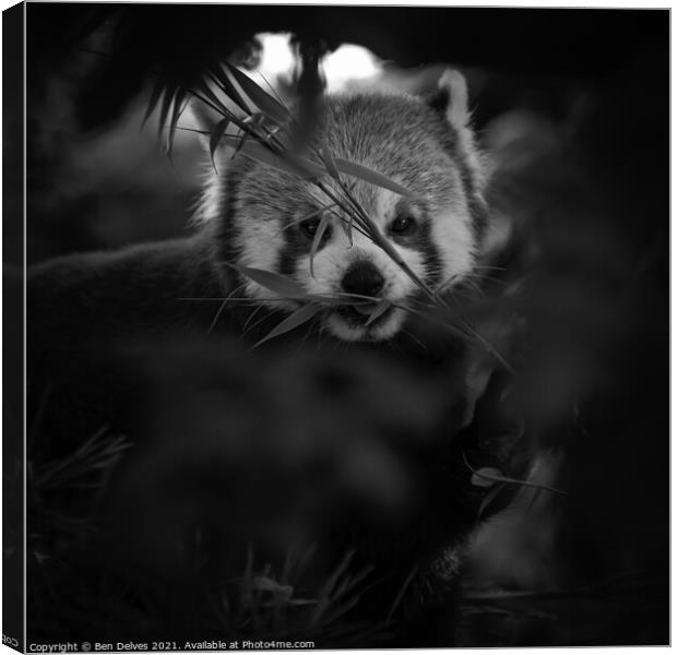 Peeking at a red panda through the trees Canvas Print by Ben Delves
