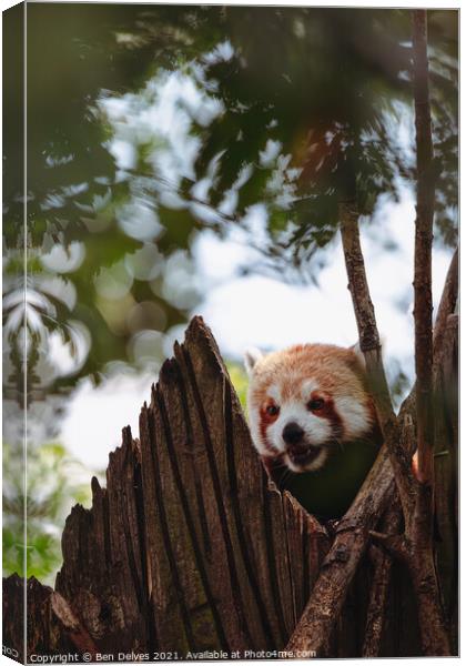Red panda keeping watch in the tower Canvas Print by Ben Delves