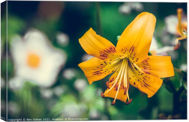 Radiant Orange Daylily in Bloom Canvas Print by Ben Delves