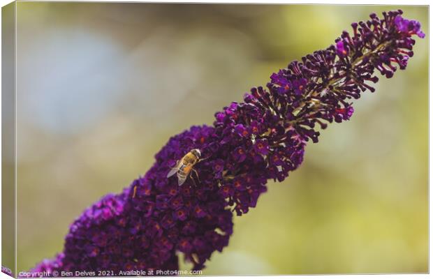 Honeybee on the lavender Canvas Print by Ben Delves