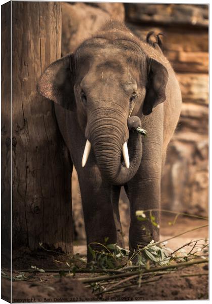 An Asian Elephant Using It's Trunk to Gather Leave Canvas Print by Ben Delves