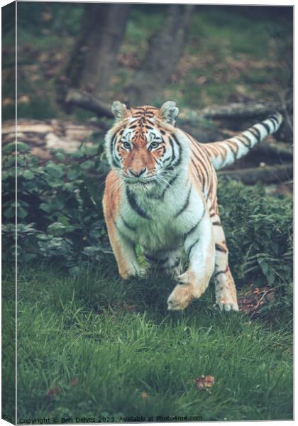 The Mighty Amur Tiger Pounces Canvas Print by Ben Delves