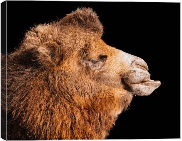 Majestic Bactrian Camel in Profile Canvas Print by Ben Delves