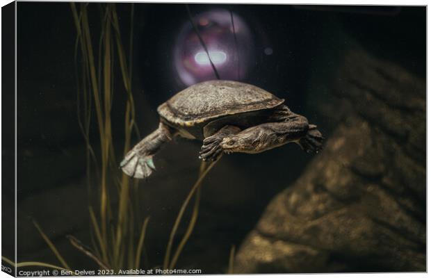 Graceful Turtle in its Underwater Realm Canvas Print by Ben Delves