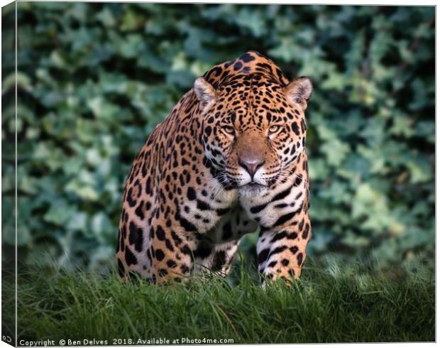 Majestic Jaguar Canvas Print by Ben Delves
