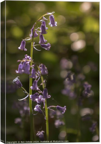 bluebell in the sunlight Canvas Print by Ben Delves