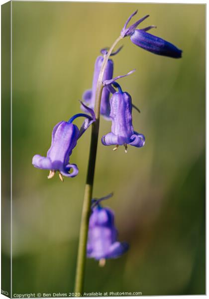 bluebell in the woods Canvas Print by Ben Delves