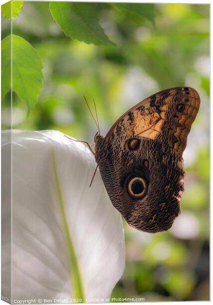 Majestic Owl Butterfly Canvas Print by Ben Delves