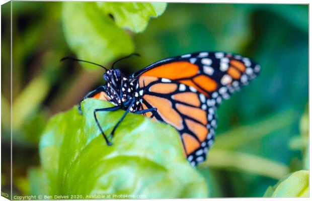Majestic Plain Tiger Butterfly Climbing Up a Leaf Canvas Print by Ben Delves