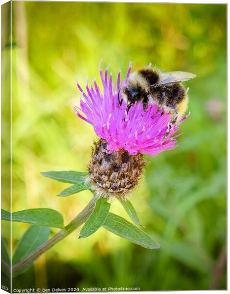 Bumblebee on a pink thistle flower Canvas Print by Ben Delves