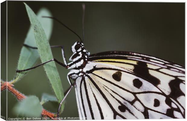 Paperwhite butterfly macro Canvas Print by Ben Delves