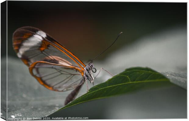 Delicate Glasswing Butterfly Perched on Leaf Canvas Print by Ben Delves