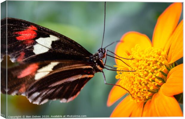 Elegant Postman Butterfly on Orange Blossom Canvas Print by Ben Delves