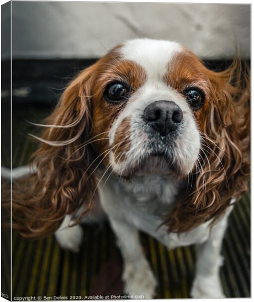 Graceful Cavalier Spaniel in the Wind Canvas Print by Ben Delves