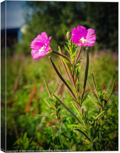 A pair of pink flowers in a wildflower meadow in O Canvas Print by Ben Delves
