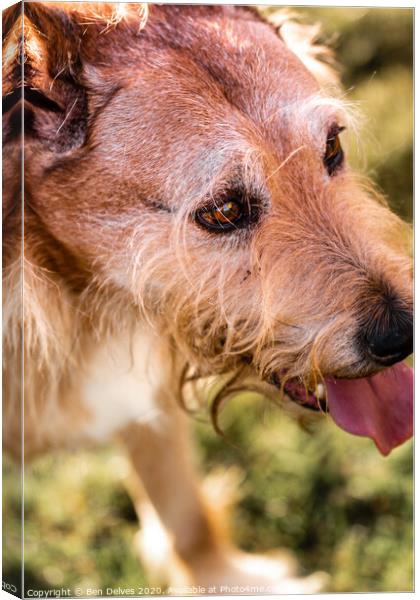 Mixed breed dog portrait in the park Canvas Print by Ben Delves