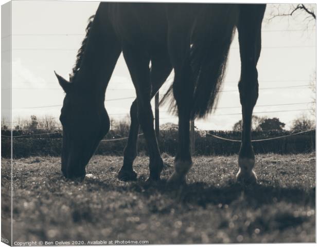 Majestic Equine in the Springtime Canvas Print by Ben Delves