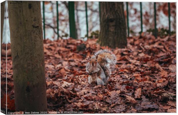 A squirrel standing amongst the leaves Canvas Print by Ben Delves