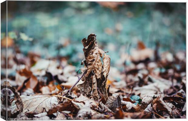 leaf stacked on the forest floor Canvas Print by Ben Delves
