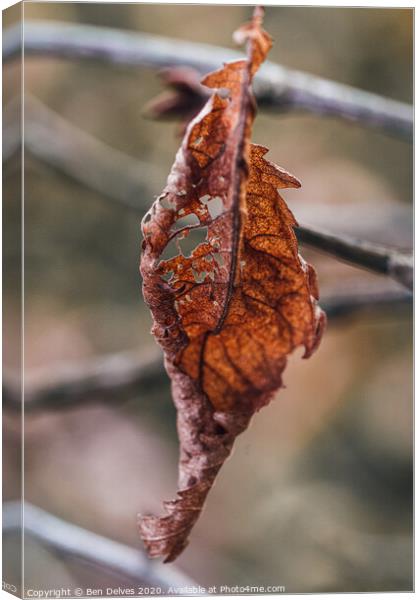 A Dying Leaf's Final Glimpse Canvas Print by Ben Delves