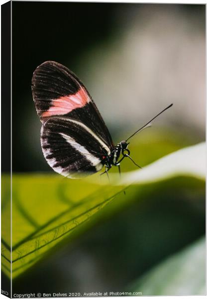 Postman butterfly resting Canvas Print by Ben Delves