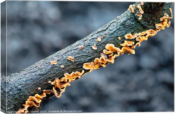 Diagonal Fungi #2 Canvas Print by Ben Delves