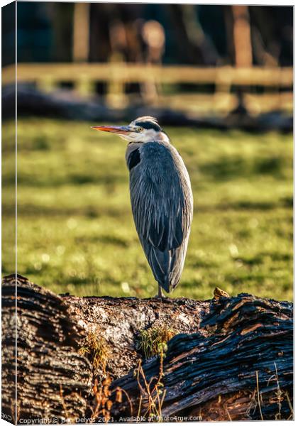 Heron watching Canvas Print by Ben Delves
