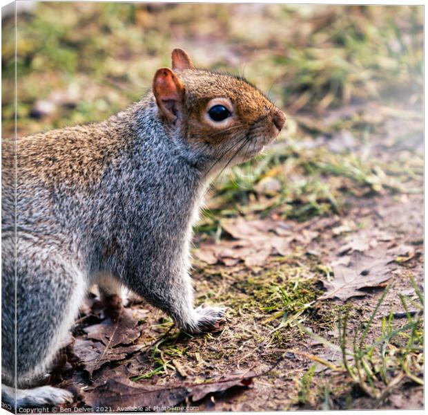 Bold and Curious Squirrel Canvas Print by Ben Delves