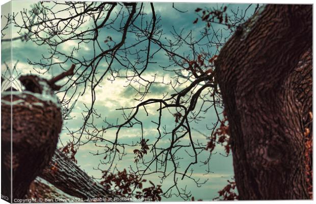 The sky through the branches Canvas Print by Ben Delves