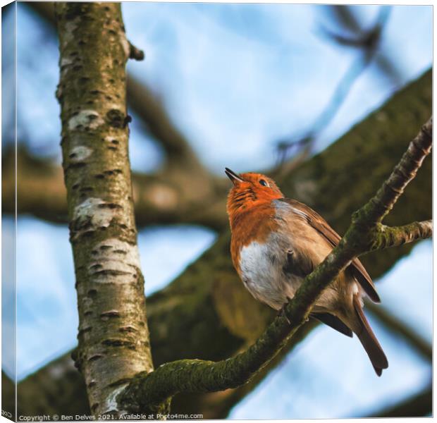 Chirping Robin Canvas Print by Ben Delves