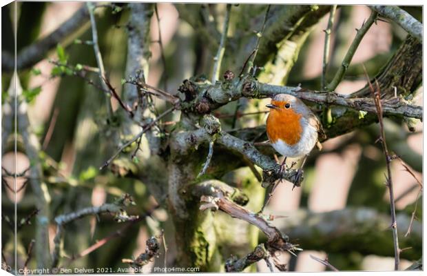 Robin in the hedge Canvas Print by Ben Delves