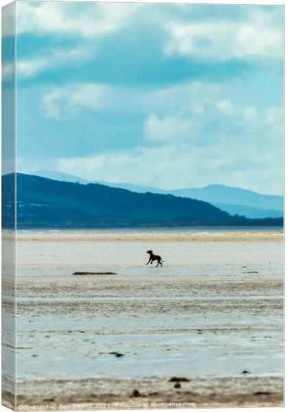Serene Canine on Wirral's Sunny Shoreline Canvas Print by Ben Delves