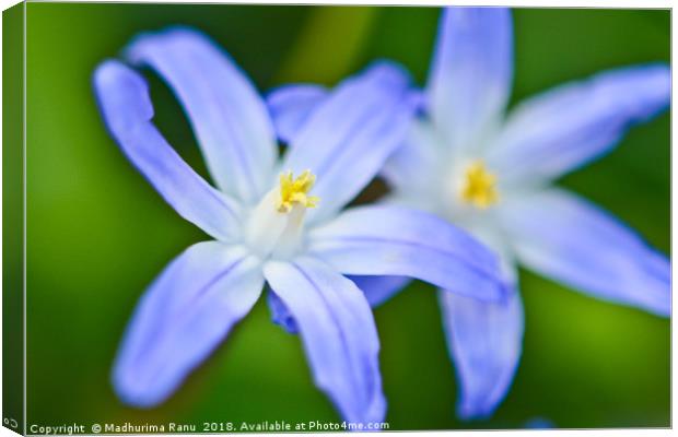 The blue starry pair Canvas Print by Madhurima Ranu