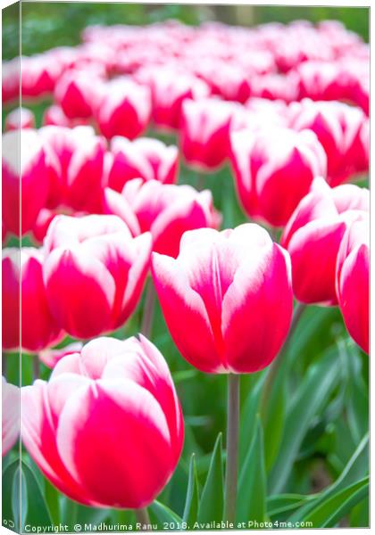 Tulips in a bunch Canvas Print by Madhurima Ranu