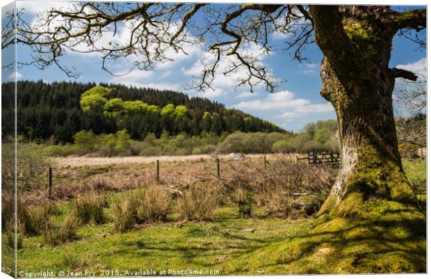 Near the Narrator Brook Canvas Print by Jean Fry