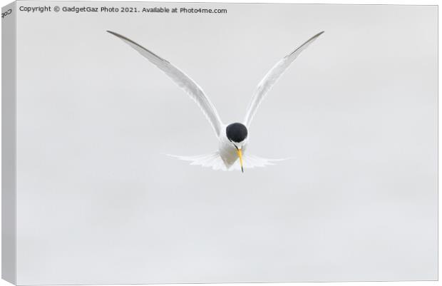 Little Tern. [Sternula albifrons] Canvas Print by GadgetGaz Photo