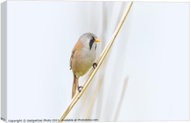 Male Bearded Reedling Canvas Print by GadgetGaz Photo