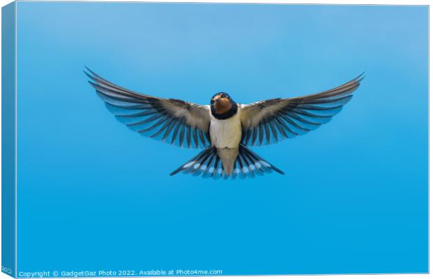 Swallow in flight Canvas Print by GadgetGaz Photo