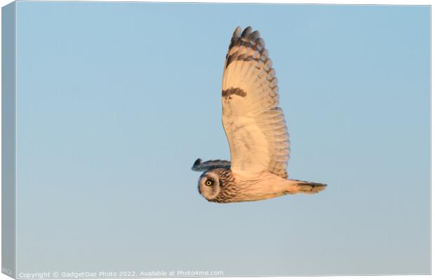 Short-eared owl at sunset Canvas Print by GadgetGaz Photo