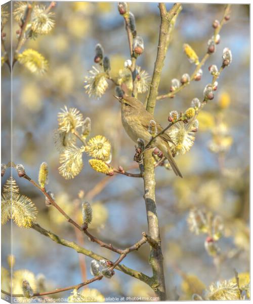 Chiffchaff within the Spring Blossom Canvas Print by GadgetGaz Photo